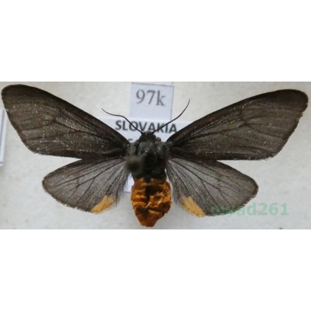 Epatolmis luctifera (Denis & Schiffermüller, 1775) Sadzanka cesarska Slovakia97k